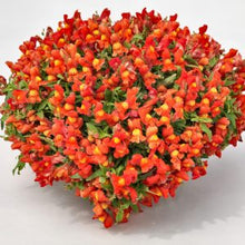 Načíst obrázek do prohlížeče Galerie, Hledík větší převislý - &quot;F1 CANDY Showers&quot;,  Orange
