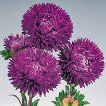 Načíst obrázek do prohlížeče Galerie, Astra čínská - "Gala", Purple
