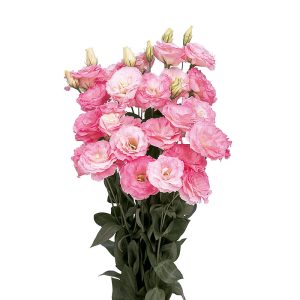 Jícnovka (Eustoma), 