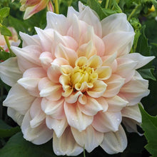 Načíst obrázek do prohlížeče Galerie, Jiřina - "Break Out", 1ks
