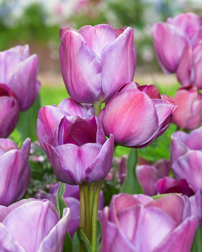 Tulipán - 