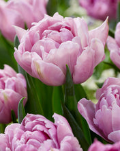 Načíst obrázek do prohlížeče Galerie, Tulipán - &quot;Katinka&quot;, 5ks, 10ks
