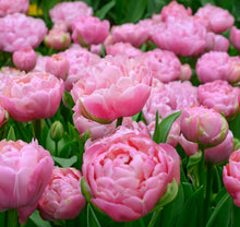 Načíst obrázek do prohlížeče Galerie, Tulipán - &quot;Amazing Grace&quot;, 5ks, 10ks
