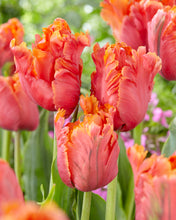 Načíst obrázek do prohlížeče Galerie, Tulipán  - &quot;Amazing Parrot®&quot;, 5ks
