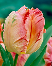 Načíst obrázek do prohlížeče Galerie, Tulipán - &quot;Apricot Parrot&quot;, 5ks, 10ks
