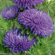 Načíst obrázek do prohlížeče Galerie, Astra čínská -  "Gala", Blue
