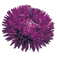 Načíst obrázek do prohlížeče Galerie, Astra čínská - "Gala", Purple
