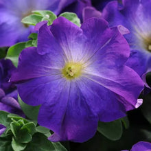 Načíst obrázek do prohlížeče Galerie, Petúnie  - &quot;Sophistica, Hybrida&quot;, &quot;Blue Morn

