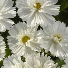 Načíst obrázek do prohlížeče Galerie, Krásenka zpeřená - &quot;Fizzy&quot;,  White
