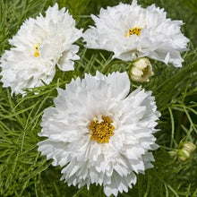 Načíst obrázek do prohlížeče Galerie, Krásenka zpeřená  - &quot;Double Dutch&quot;,  White
