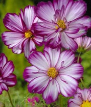 Načíst obrázek do prohlížeče Galerie, Krásenka zpeřená - &quot;Fizzy Rose Picotee&quot;
