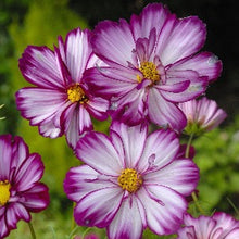 Načíst obrázek do prohlížeče Galerie, Krásenka zpeřená - &quot;Fizzy Rose Picotee&quot;
