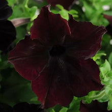 Načíst obrázek do prohlížeče Galerie, Petúnie - &quot;Sophistica, Hybrida&quot;, Blackberry
