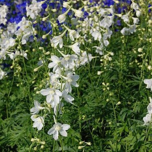 Ostrožka  Belladona  -