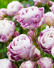 Načíst obrázek do prohlížeče Galerie, Tulipán - "Double Surprise", 5ks, 10ks, 20ks
