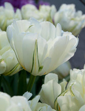 Načíst obrázek do prohlížeče Galerie, Tulipán - &quot;White Valley, (Exotic Emperor)&quot;, 5ks, 10ks
