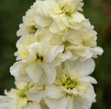 Načíst obrázek do prohlížeče Galerie, Fiala sivá - &quot;Stock&quot;, Miracle Yellow
