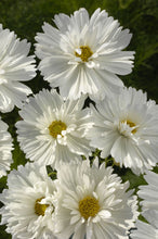 Načíst obrázek do prohlížeče Galerie, Krásenka zpeřená - &quot;Fizzy&quot;,  White
