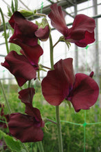 Načíst obrázek do prohlížeče Galerie, Hrachor vonný -  &quot;Spring Sunshine™&quot;, Burgundy
