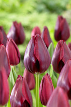 Načíst obrázek do prohlížeče Galerie, Tulipán - &quot;National Velvet&quot;, 5ks
