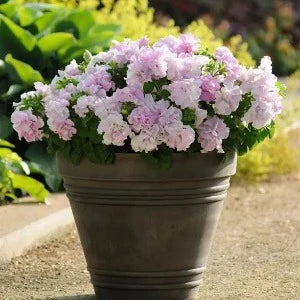 Petúnie Grandiflora - 