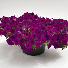 Načíst obrázek do prohlížeče Galerie, Petúnie - &quot;F1 Success&quot;, Violet
