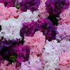 Načíst obrázek do prohlížeče Galerie, Petúnie Grandiflora - &quot;Double Cascade&quot;, Mix barev
