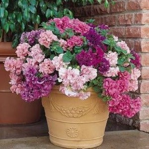 Petúnie Grandiflora - 