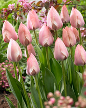 Načíst obrázek do prohlížeče Galerie, Tulipán - &quot;Salmon van Eijk&quot;, 5ks, 10ks
