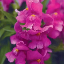 Načíst obrázek do prohlížeče Galerie, Hledík větší - &quot;SNAPSHOT&quot;,  Purple
