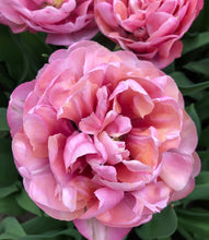Načíst obrázek do prohlížeče Galerie, Tulipán - &quot;Amazing Grace&quot;, 5ks, 10ks

