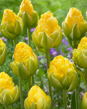 Načíst obrázek do prohlížeče Galerie, Tulipán - &quot;Vanilla Coup&quot;, 5ks

