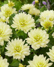 Načíst obrázek do prohlížeče Galerie, Jiřina - "Berliner Lemon", 1ks
