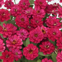 Načíst obrázek do prohlížeče Galerie, Ostálka (Cínie) elegans - &quot;Profusion Double&quot;, Hot Cherry
