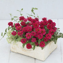 Načíst obrázek do prohlížeče Galerie, Ostálka (Cínie) elegans - &quot;Profusion Double&quot;, Hot Cherry
